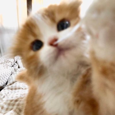 치베's profile picture