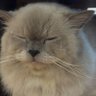 Profilbild von Meowhoah