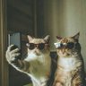Фото профиля Sarcastic Cat