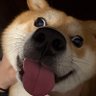 Dujual's profile picture