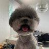 플로키 的头像
