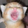 justcats ᓚᘏᗢ 的头像