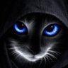 Фото профиля CryptoDrop
