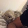 DoubleA🇪🇬🇵🇸 profil fotoğrafı