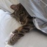 Фото профиля MIRgatito (tired version)