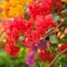 Profilbild von Bougainvillea