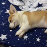 MooMoo Moo's profile picture