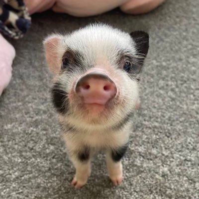 pokii's profile picture