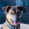 PATRIOT SAM's profile picture