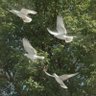 Фото профиля 🕊️