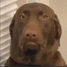 Profilbild von Lui de Tush