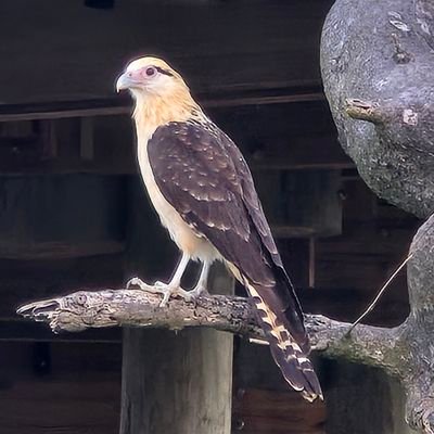 Arpella Real's profile picture
