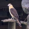 Arpella Real profil fotoğrafı