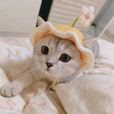 白给🍓阿喵's profile picture