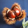 igaguri profil fotoğrafı