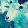 cyanlambs 的头像