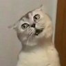 Orang Lewi's profile picture