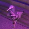 Profilbild von Gyro