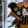 Profilbild von Steelers43