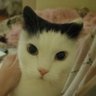 cat lover alex profil fotoğrafı