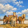 🐴うまたく🐴's profile picture