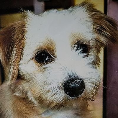 Gelin's profile picture
