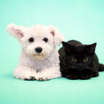 白シュナRuと黒猫Ninjaの暮らし's profile picture