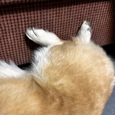 ham 🫡's profile picture