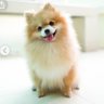 ポメ's profile picture