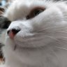 さんらーた profil fotoğrafı