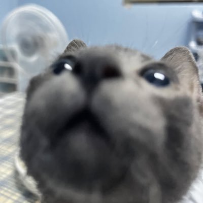 chuchu's profile picture