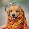 Profilbild von Golden Retriver