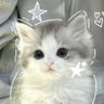 ข้าวสวยไม่ใช่ข้าวเจ้า V3's profile picture