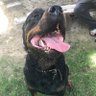 Profilbild von Troy Vom Heidenblut 🌈💔🐾