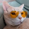ネギ塩 profil fotoğrafı