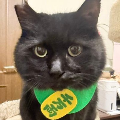 hukuchannoheya's profile picture