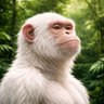 Scimmia Bianca Etero profil fotoğrafı