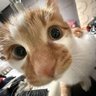 摸嗷mao's profile picture