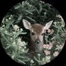Reef's profile picture
