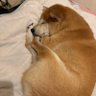 みんなdeワン 的头像