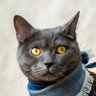 Dimas Bete profil fotoğrafı
