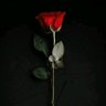 Фото профиля ضـياء