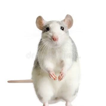 Rat 🎀's profile picture