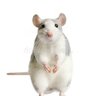 Фото профиля Rat 🎀