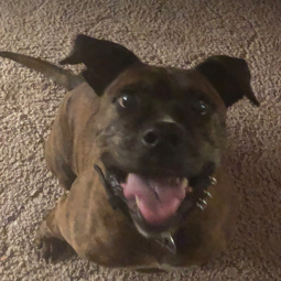zeebeethedog's profile picture