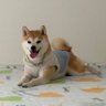 さほないと profil fotoğrafı