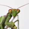Фото профиля Mantis Toboggan