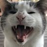 Staplebreezed's profile picture
