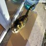 Tombiş Kedi 的头像