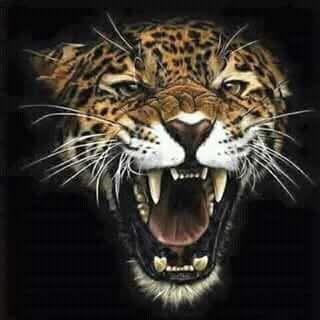 GbengaOgunniyi1's profile picture
